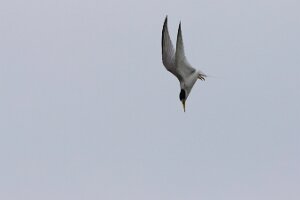Bibione_7DMII_2015-04-26_0912